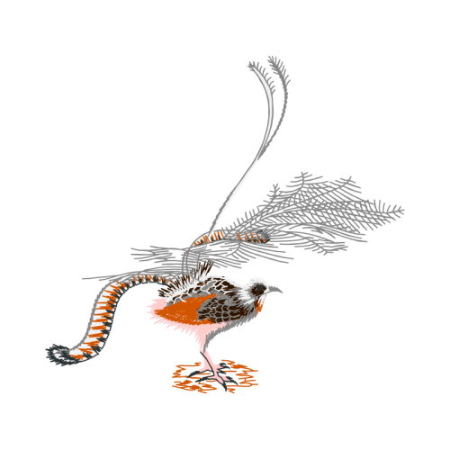 Phasianidae Animals Phasianidae Animals