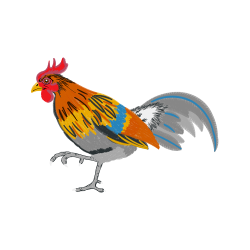 Phasianidae Animals Phasianidae Animals