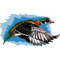 Piciformes Animals Piciformes Animals