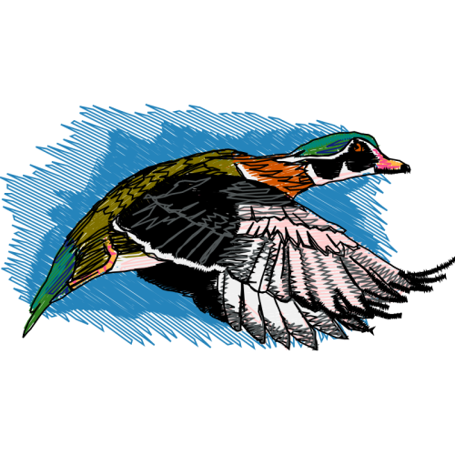 Piciformes Animals Piciformes Animals