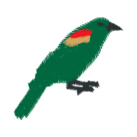 Piciformes Animals Piciformes Animals