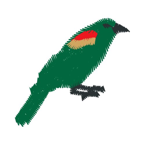 Piciformes Animals Piciformes Animals