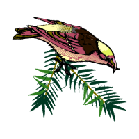 Piciformes Animals Piciformes Animals