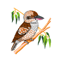 Piciformes Animals Piciformes Animals