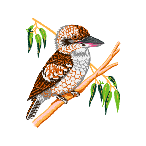 Piciformes Animals Piciformes Animals