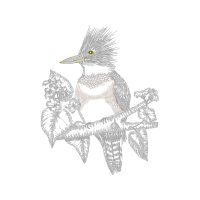 Piciformes Animals Piciformes Animals