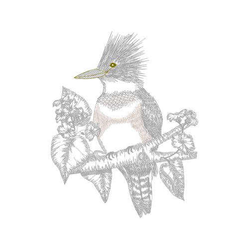 Piciformes Animals Piciformes Animals