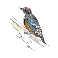 Piciformes Animals Piciformes Animals