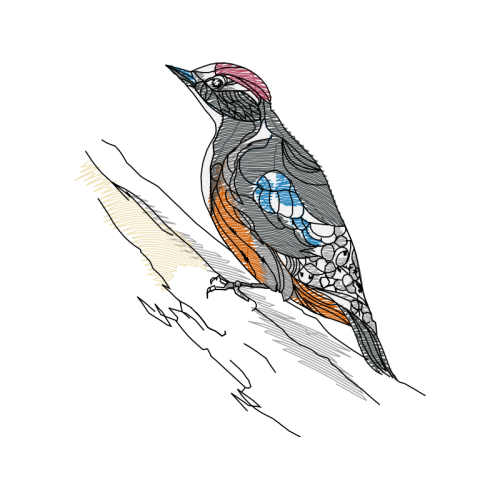 Piciformes Animals Piciformes Animals