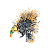 Piciformes Animals Piciformes Animals