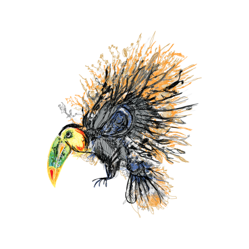 Piciformes Animals Piciformes Animals