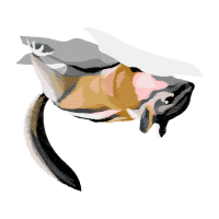 Red Breasted Nuthatch Animals