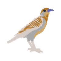 Red Shouldered Hawk Animals Red Shouldered Hawk Animals