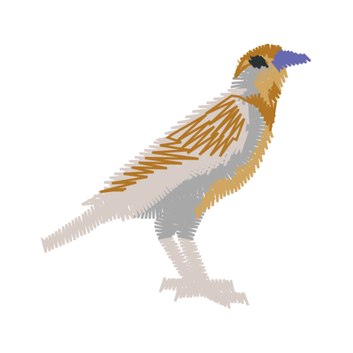 Red Shouldered Hawk Animals Red Shouldered Hawk Animals