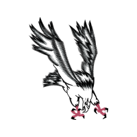 Red Shouldered Hawk Animals Red Shouldered Hawk Animals