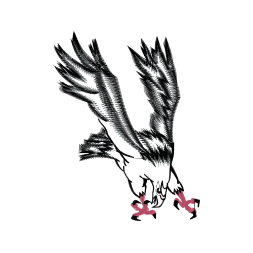 Red Shouldered Hawk Animals Red Shouldered Hawk Animals