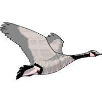 Red Tailed Hawk Animals