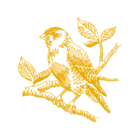 Red Tailed Hawk Animals Red Tailed Hawk Animals