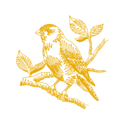 Red Tailed Hawk Animals Red Tailed Hawk Animals