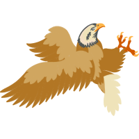 Red Tailed Hawk Animals Red Tailed Hawk Animals