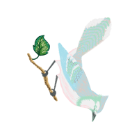 Red Tailed Hawk Animals