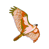 Red Tailed Hawk Animals