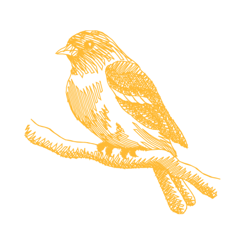 Red Tailed Hawk Animals Red Tailed Hawk Animals