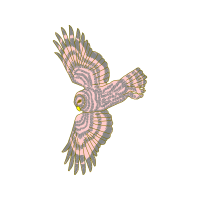 Red Tailed Hawk Animals