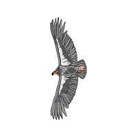 Red Tailed Hawk Animals