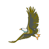 Red Tailed Hawk Animals