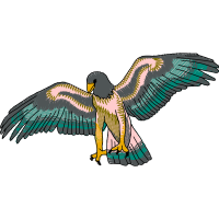 Red Tailed Hawk Animals