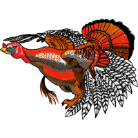 Red Tailed Hawk Animals