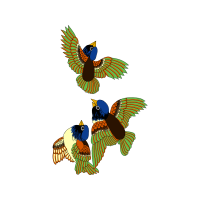 Red Tailed Hawk Animals Red Tailed Hawk Animals