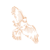 Red Tailed Hawk Animals Red Tailed Hawk Animals