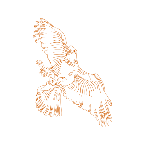 Red Tailed Hawk Animals Red Tailed Hawk Animals