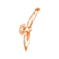 Red Tailed Hawk Animals Red Tailed Hawk Animals