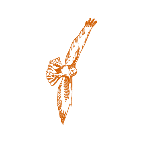 Red Tailed Hawk Animals Red Tailed Hawk Animals