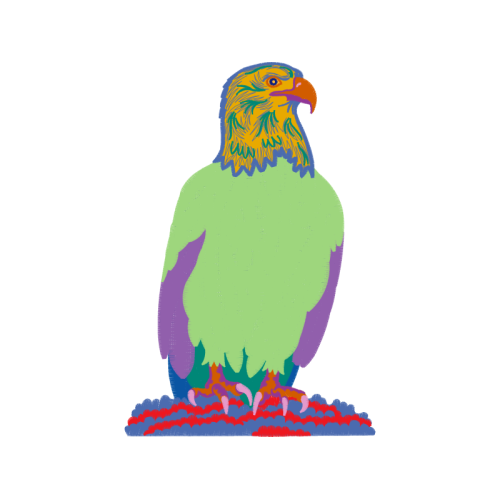 Red Tailed Hawk Animals Red Tailed Hawk Animals