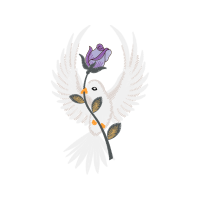 Red Tailed Hawk Animals Red Tailed Hawk Animals