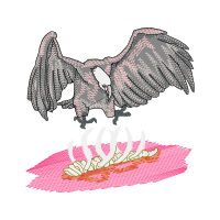 Red Tailed Hawk Animals