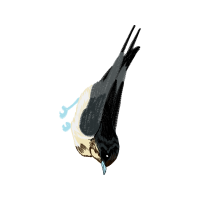 Rock Dove Animals Rock Dove Animals