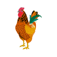 Rooster Animals