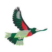 Ruby Throated Hummingbird Animals