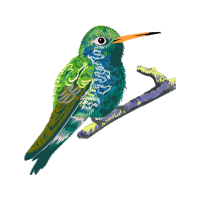 Ruby Throated Hummingbird Animals