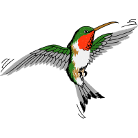 Ruby Throated Hummingbird Animals