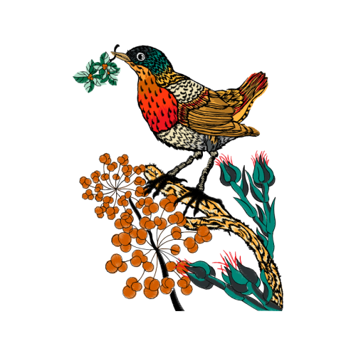 Ruby Throated Hummingbird Animals Ruby Throated Hummingbird Animals