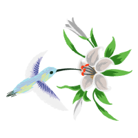 Ruby Throated Hummingbird Animals Ruby Throated Hummingbird Animals