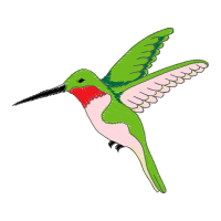 Ruby Throated Hummingbird Animals