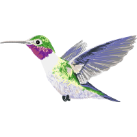 Ruby Throated Hummingbird Animals