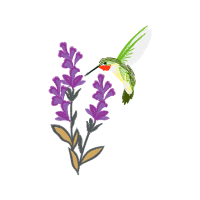 Ruby Throated Hummingbird Animals Ruby Throated Hummingbird Animals